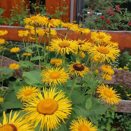 Bed & Breakfast Nostalgia