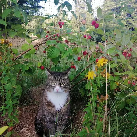 Bed & Breakfast Nostalgia 3*