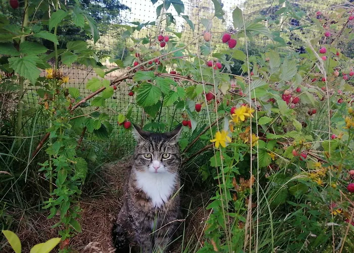 Bed & Breakfast Nostalgia 3*