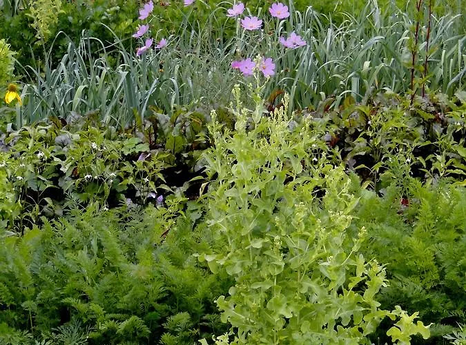 Nostalgia Bed & Breakfast Sklářská Poruba